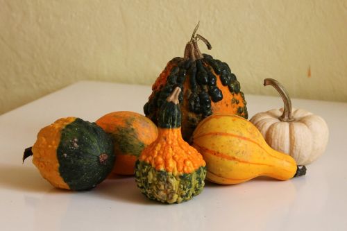 decorative squashes pumpkin crop