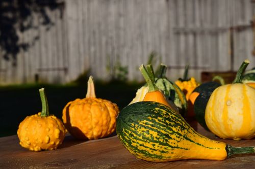 decorative squashes pumpkins yellow