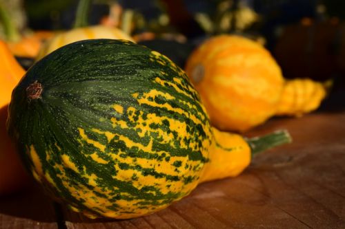 decorative squashes pumpkins yellow