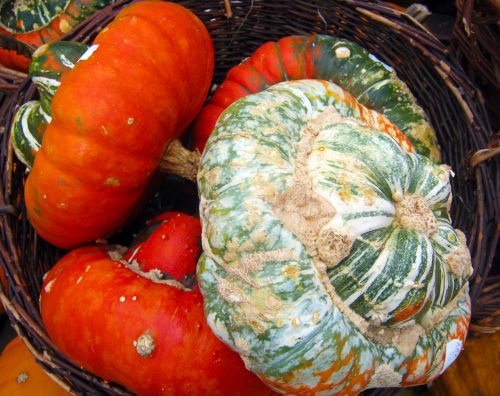 decorative squashes colorful pumpkin