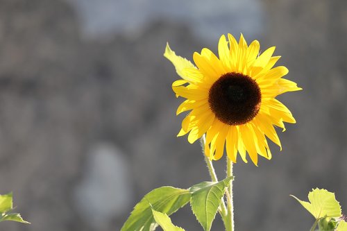 decorative sunflower  plant  bloom