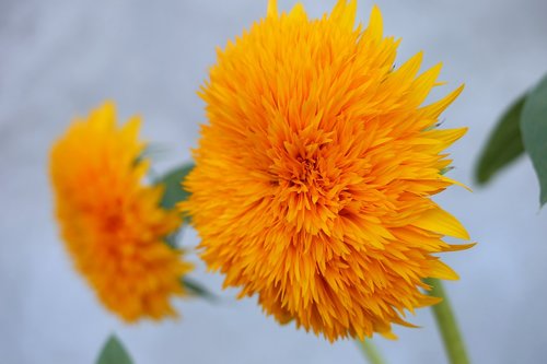 decorative sunflower teddy bear  plant  orange