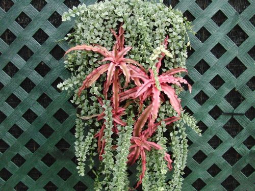 decorative wall ivy plants