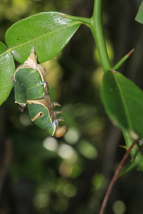 deep  bug  nature