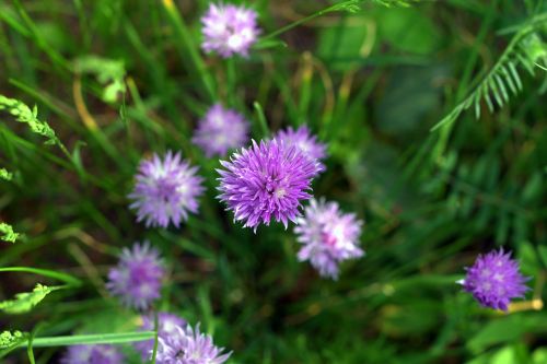 deep blue flower meadow