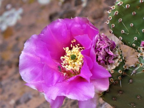 deep pink cactus hiking