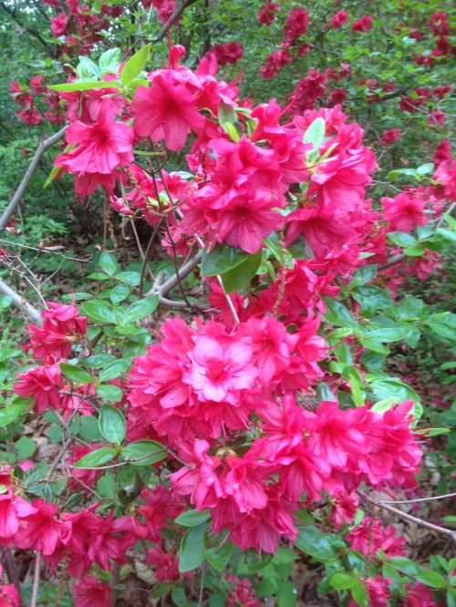 Deep Pink Flowers