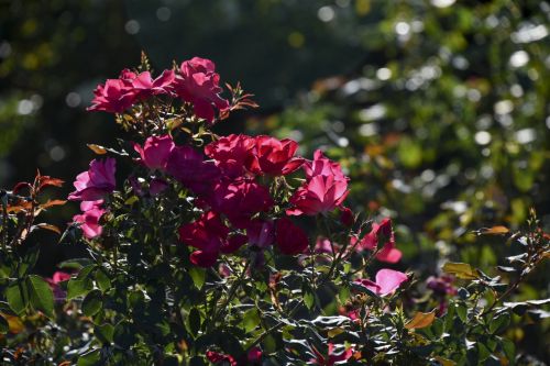 Deep Red Roses