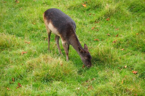 deer nature animals