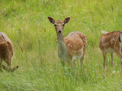 deer nature spring