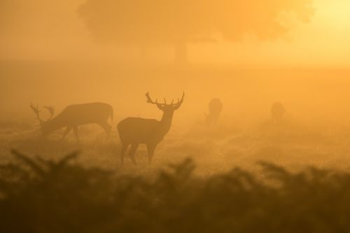 deer morning sun wildlife