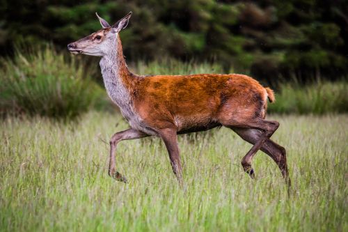 deer red animal