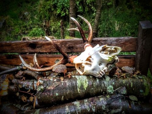 deer horn skeleton
