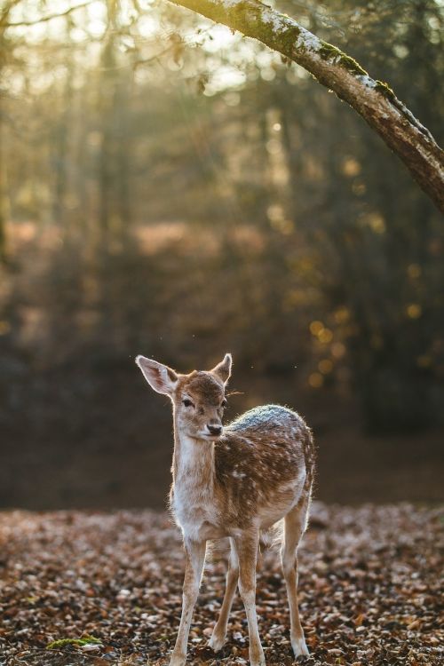 deer fawn animal