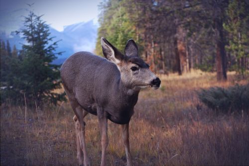 deer portrait animal