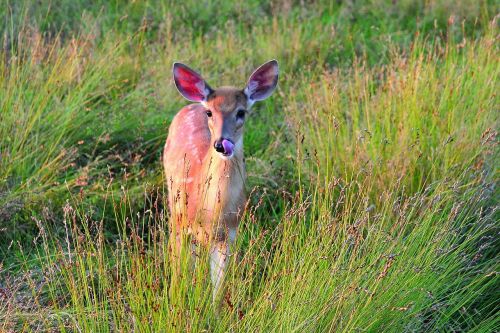 deer doe looking