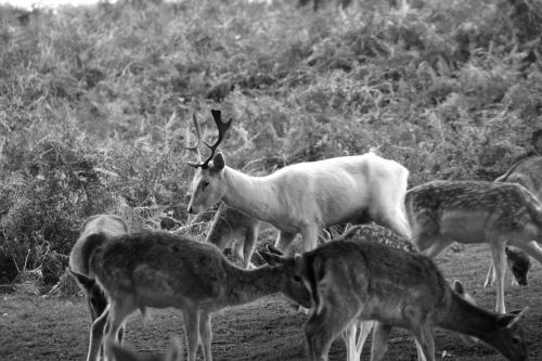 deer black and white animal