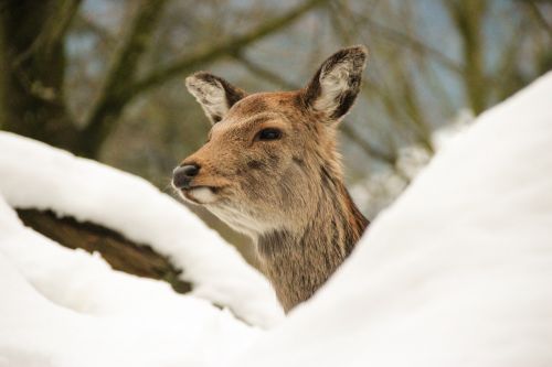 deer forest animal