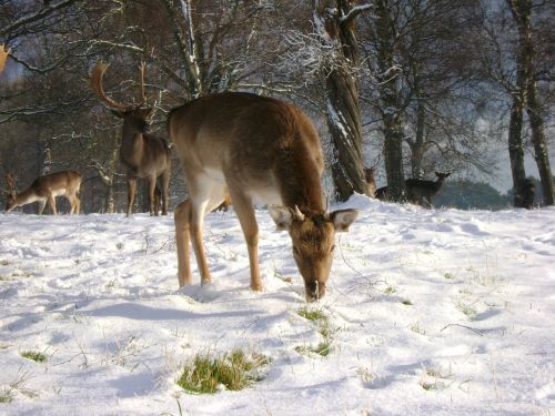 deer snow feeding