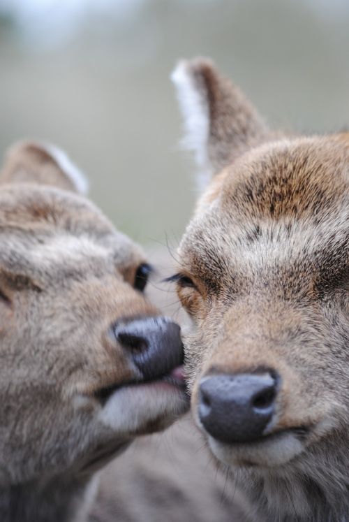 deer affection tlc