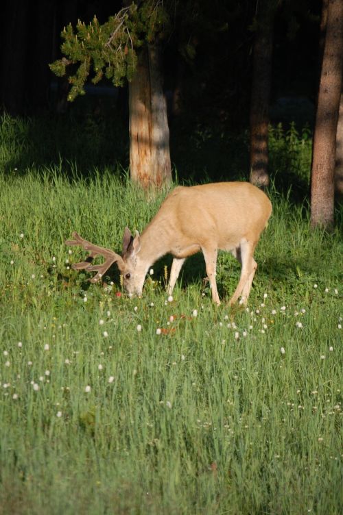 deer wildlife buck