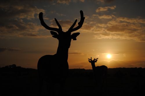 deer sunset horns