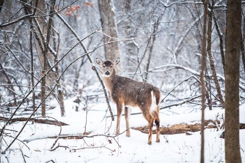 deer snow wildlife