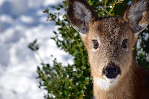 deer doe close-up