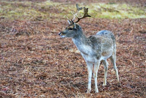 deer stag red