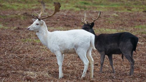 deer stag white