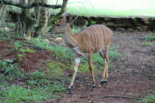 deer wildlife doe