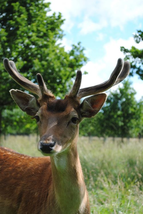 deer young buck fallow