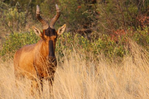 deer sunset exciting