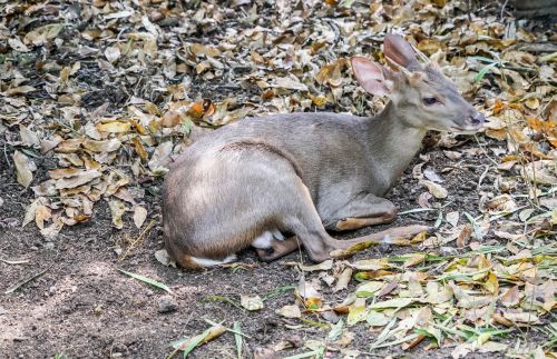 deer nature resting