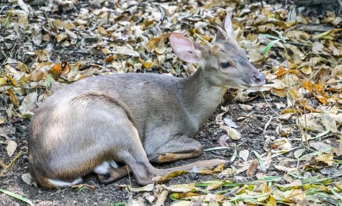 deer nature resting