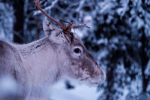 deer antlers snow