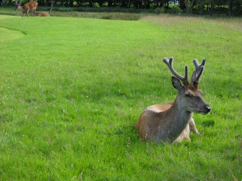deer antlers wildlife