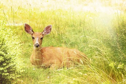 deer yellow nature