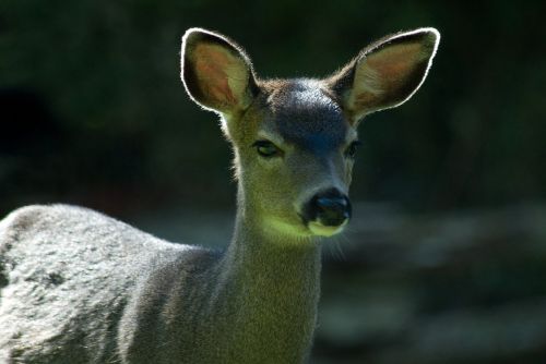 deer fawn young