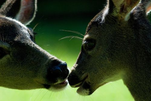 deer kiss love