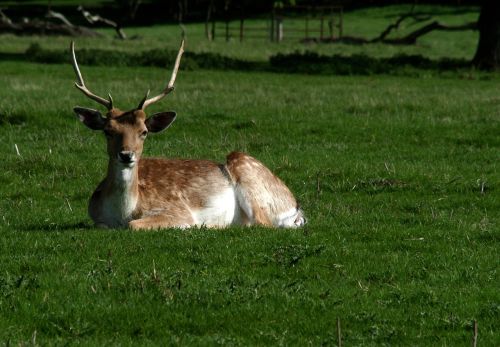 deer park attingham