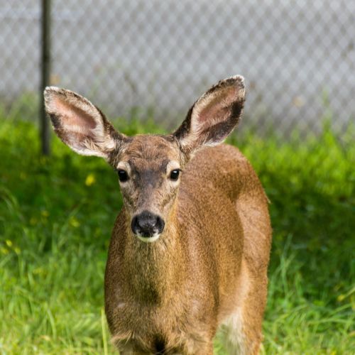 deer california wildlife