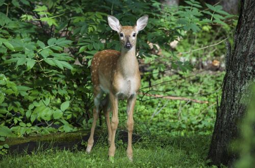 deer wood wild