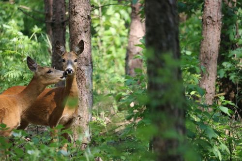 deer kiss forest