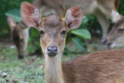 deer nature indonesia