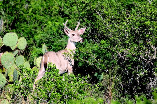 deer nature wildlife