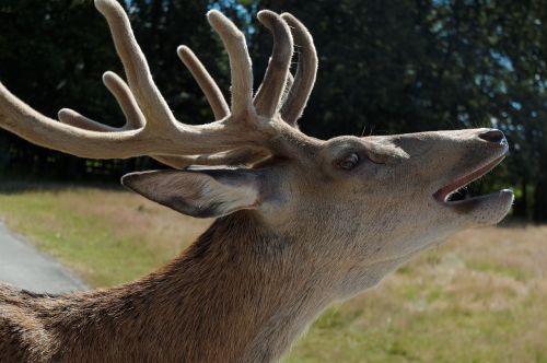 deer head zoo