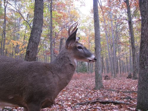 deer buck forest