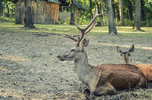 deer forest forest animal