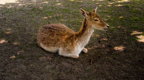 deer nature animals